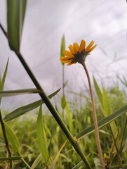 Yellow flower with beautiful petals in the middle of the garden.