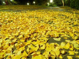 Obraz premium 冬の夜の公園の銀杏の落ち葉の風景