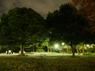 冬の夜の静かな公園の森の風景