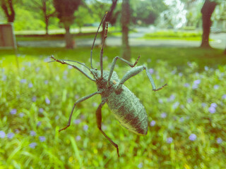 A photo of a Walang Sangit insect (Leptocorisa oratorius) from the Acanthocephala family clinging to a windowpane