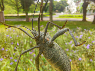 A photo of a Walang Sangit insect (Leptocorisa oratorius) from the Acanthocephala family clinging to a windowpane