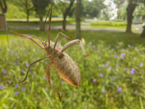 A photo of a Walang Sangit insect (Leptocorisa oratorius) from the Acanthocephala family clinging to a windowpane