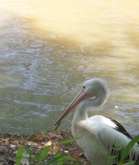 pelican on the shore