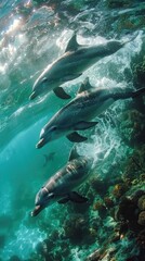 Fototapeta premium Three dolphins swimming gracefully through clear blue water above a coral reef.