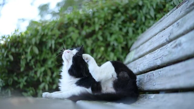 後ろ脚で頭を掻く地域猫