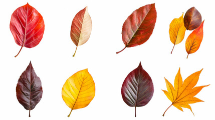 A collection of fall and autumn leaves isolated on a white background.