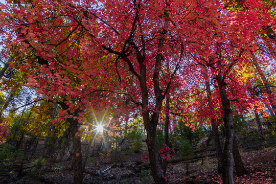 Yellow and Red Fall leaves adorn a hillside along Horton Creek in the Tonto National Forest near Payson, Arizona.