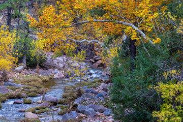 The East Verde River decorated by Fall colors. Near Payson, Arizona.