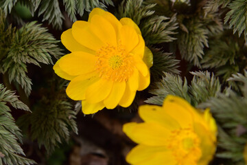 福寿草の花