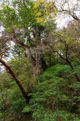 横から見た屋久島の縄文杉