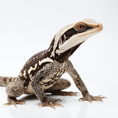 Naklejka premium bearded dragon lizard