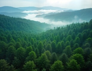 Fototapeta premium Dense forest area absorbs carbon dioxide. Trees absorb greenhouse gases. Forest restoration project improves eco system. Nature based solution lowers overall greenhouse gas levels. Misty mountains in