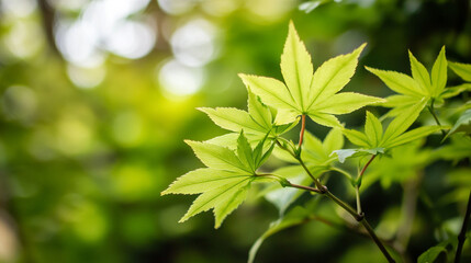 Obraz premium Fresh green maple leaves shimmering in sunlight during springtime in a serene garden
