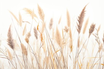 Fototapeta premium A close-up of wild grass with intricate textures and subtle variations in color, placed on a clean white background