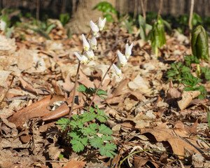 Dicentra cucullaria | Dutchman's Breeches | Native North American Woodland Spring Wildflower