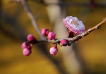 紅梅