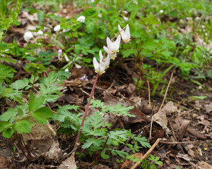 Dicentra cucullaria | Dutchman's Breeches | Native North American Woodland Spring Wildflower