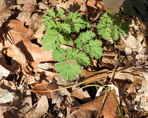 Dicentra cucullaria | Dutchman's Breeches | Native North American Woodland Spring Wildflower