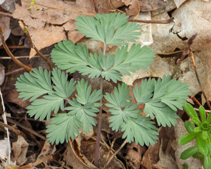 Dicentra cucullaria | Dutchman's Breeches | Native North American Woodland Spring Wildflower