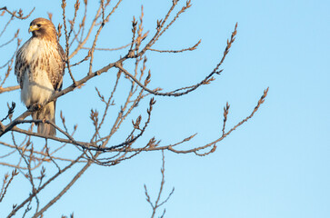 red-tailed hawk perched on a poplar tree in early winter