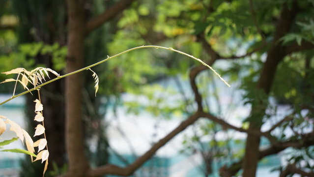 Branche fine et feuillage vert qui tends vers du  dor&eacute; en lumi&egrave;re naturelle

