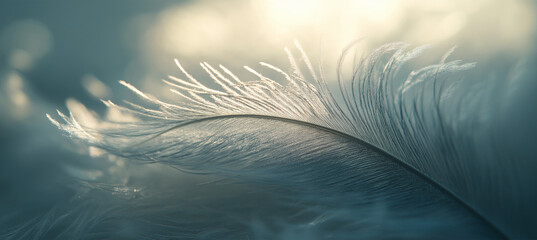Obraz premium Feather Texture