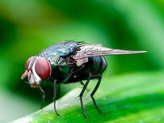 Cochliomyia hominivorax, the New World screw-worm fly, or screw-worm for short, is a species of...