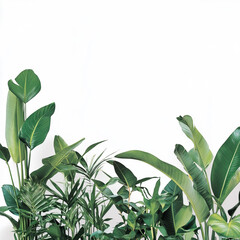 Green Tropical Plants in Minimalist White Setting