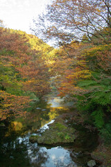 紅葉する木々と川