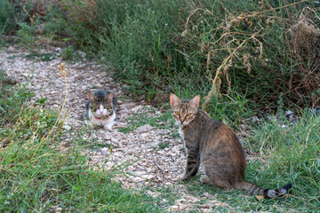 Two cats in natural outdoor setting, one sitting attentively in the foreground while the other relaxes on rocky path surrounded by green vegetation.