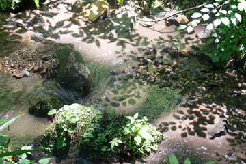 葉の影が落ちる小川