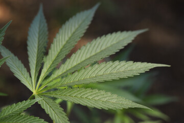 High angle view of marijuana leaves with copy space