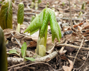 Podophyllum peltatum | Mayapple | Native North American Woodland Spring Wildflower