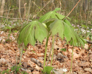 Podophyllum peltatum | Mayapple | Native North American Woodland Spring Wildflower