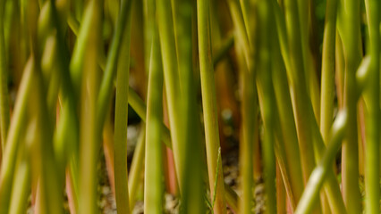 竹林のような緑の茎の並び