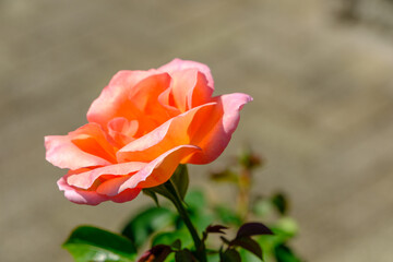鮮やかなオレンジ色のバラの花