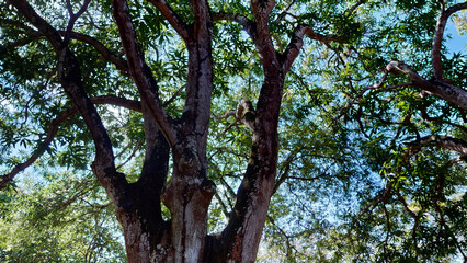 tree in the woods