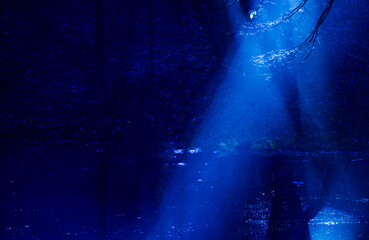 abstract background with night mystical forest