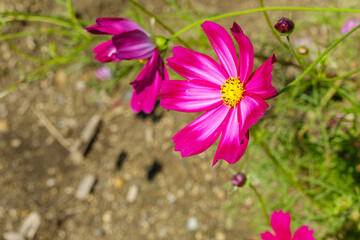 Obraz premium ピンクのコスモスとその花びら