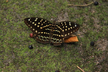 Butterfly on the ground in the rainforest