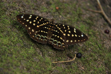 Butterfly on the ground in the rainforest