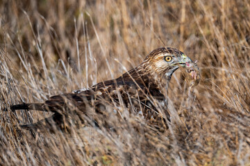 red-shouldered hawk caught gopher in the grass