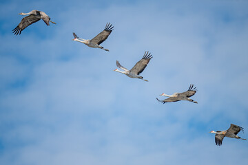 Lesser sandhill cranes flying over Merced National Wildlife Refuge
