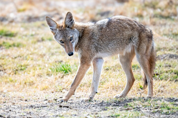 Juvenile coyote wandering in Merced Wildlife Refuge