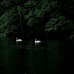 Two graceful white swans swim serenely on a dark, calm river, surrounded by lush green foliage.