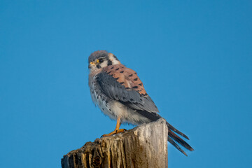 american kestrel observing the neighbourhood from the top of the poll