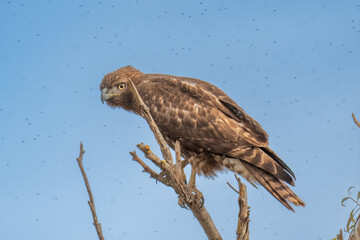 red-shouldered hawk observing neighbourhood from the tree branch