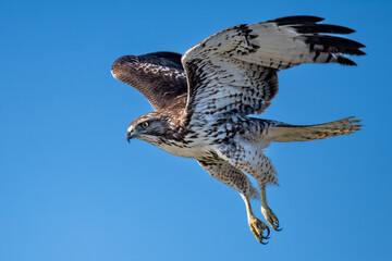 red-shouldered hawk flying over Bay Trail Califirnia