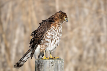 red-shouldered hawk observing neighbourhood