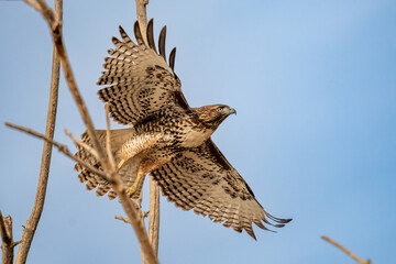 red-shouldered hawk flying over merced wildlife refuge